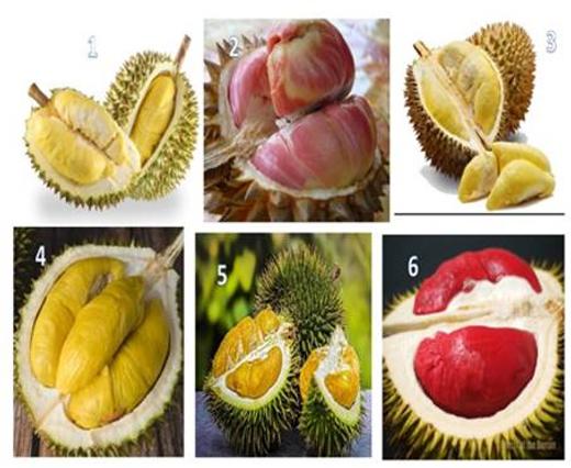 Varietas Durian Unik di Indonesia, Ada Durian Merah?Durian Gundul?